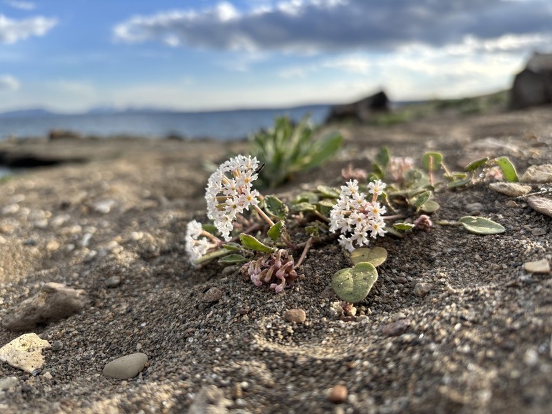 Wyoming Sand Verbena photo 4