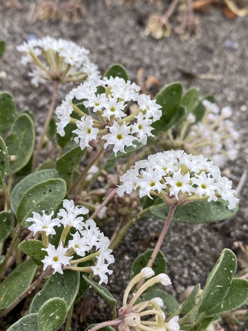Wyoming Sand Verbena photo 5