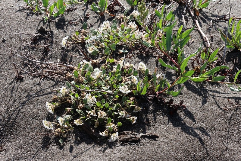 Wyoming Sand Verbena photo 6