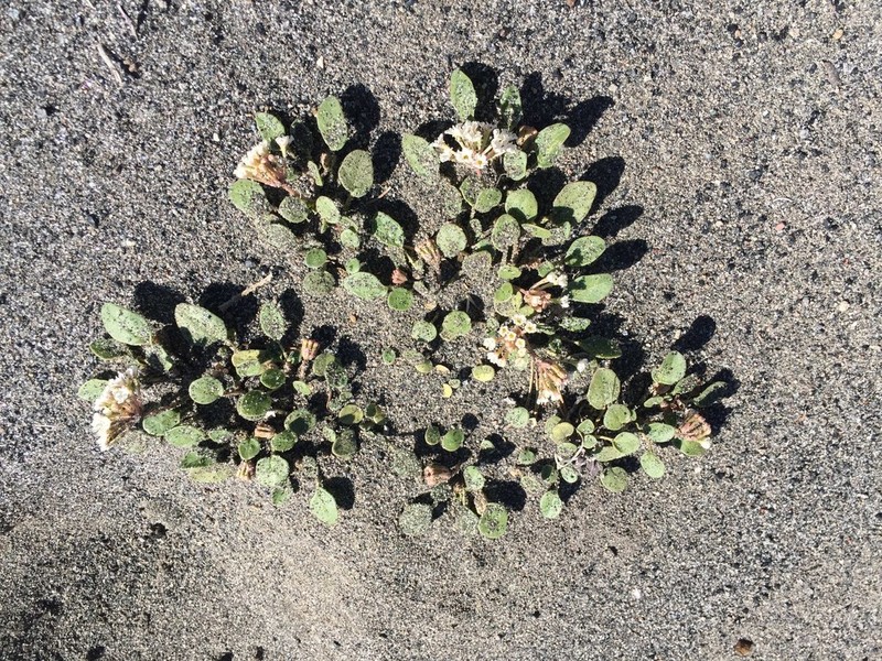 Wyoming Sand Verbena photo 7