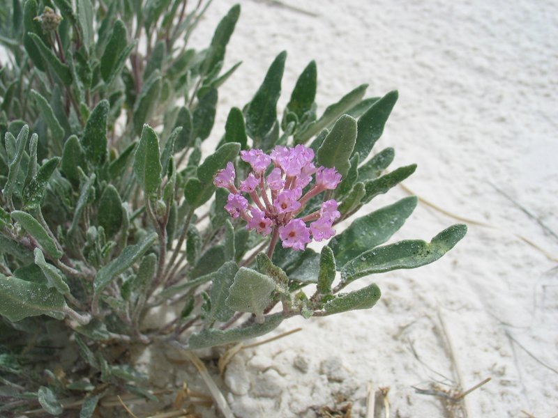 Purple Sand Verbena
