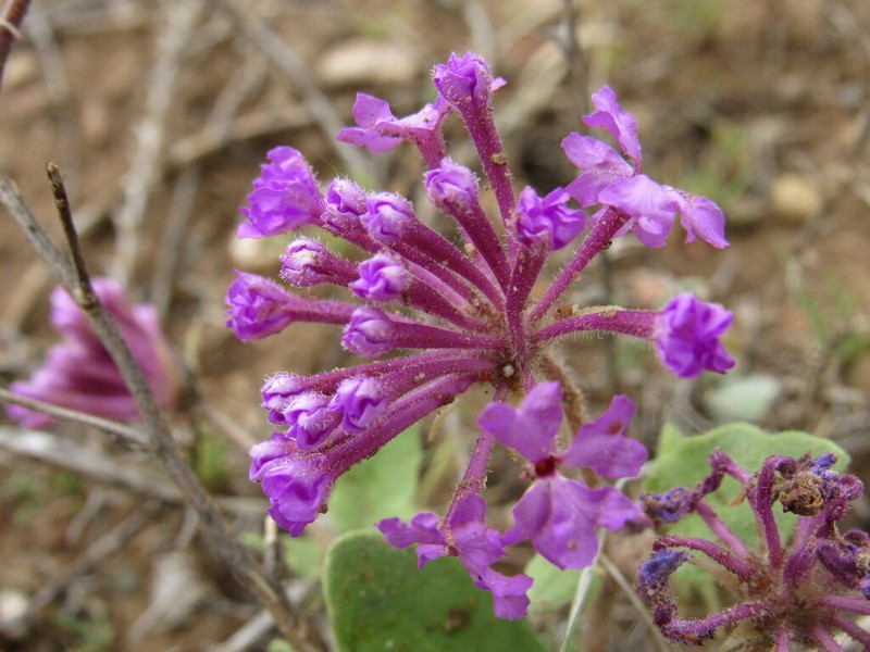 Purple Sand Verbena photo 2
