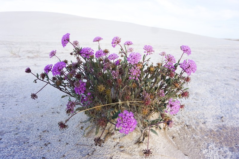 Purple Sand Verbena photo 3