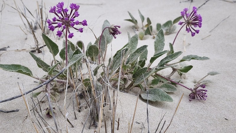 Purple Sand Verbena photo 4