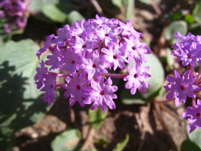 Purple Sand Verbena photo 5