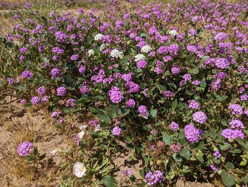 Purple Sand Verbena photo 7