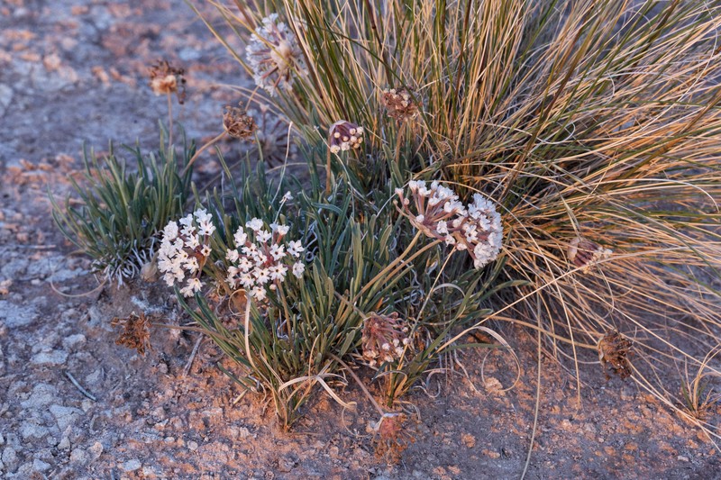 Galisteo Sand Verbena