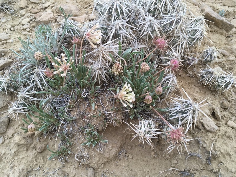 Galisteo Sand Verbena