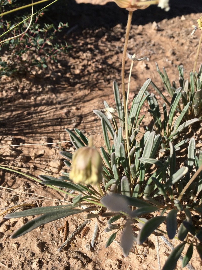 Galisteo Sand Verbena photo 2