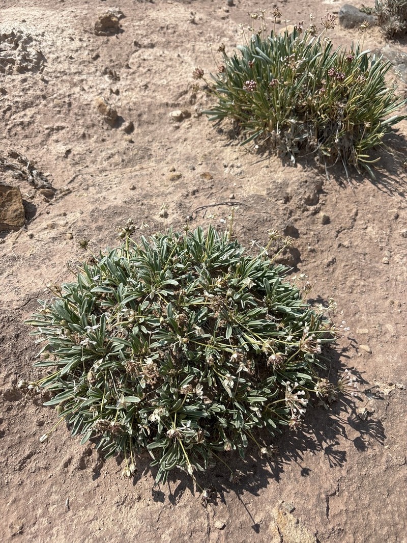 Galisteo Sand Verbena photo 3