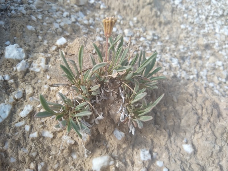 Galisteo Sand Verbena photo 4