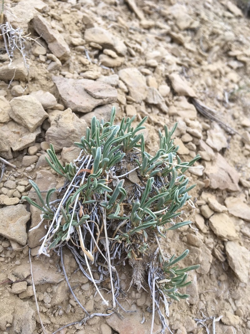 Galisteo Sand Verbena photo 6