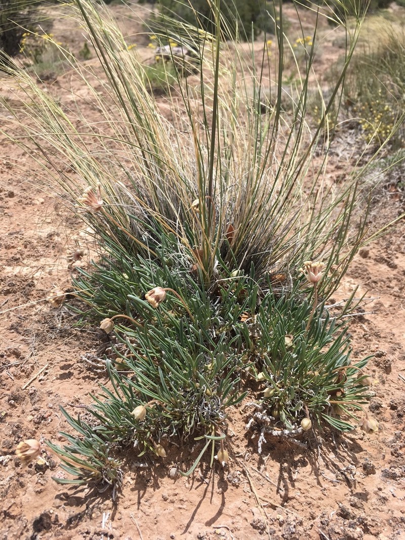 Galisteo Sand Verbena photo 7