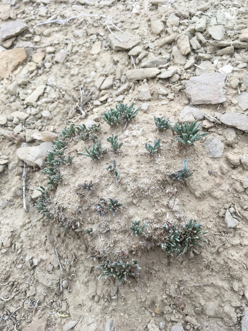 Galisteo Sand Verbena photo 8