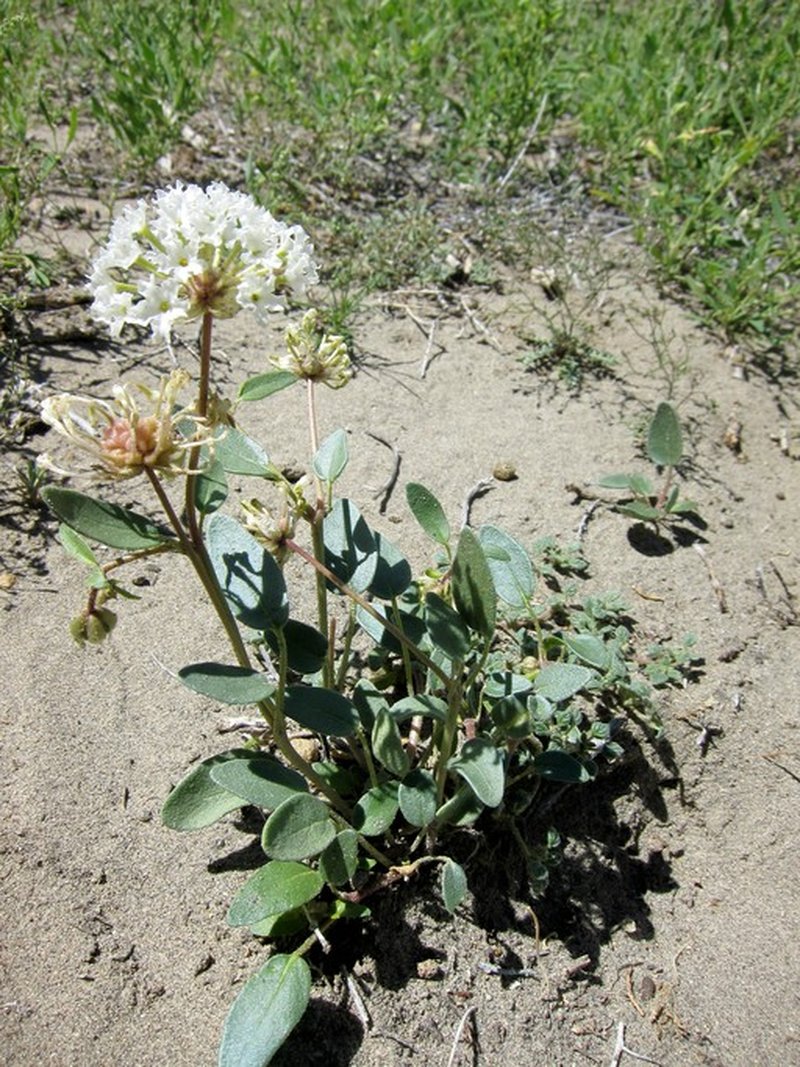 Fragrant White Sand Verbena