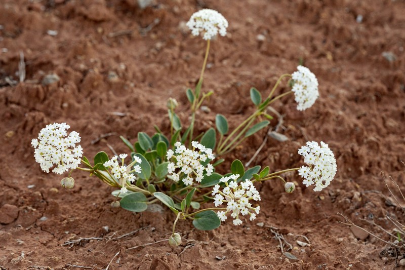 Bolack's Sand Verbena