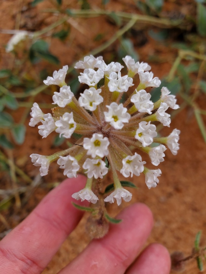 Bolack's Sand Verbena photo 5
