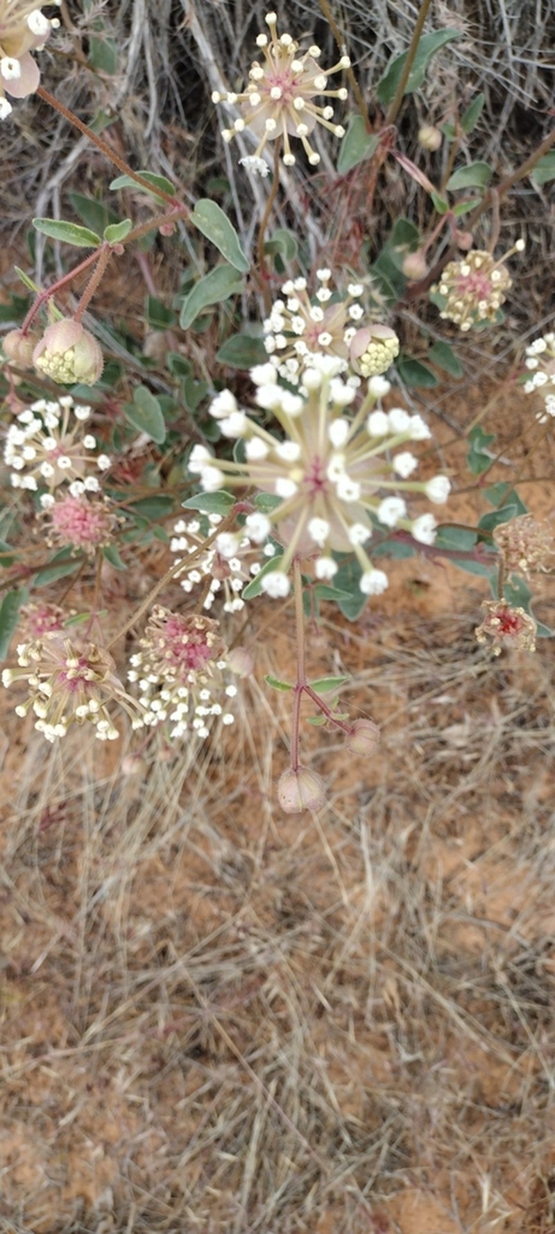 Bolack's Sand Verbena photo 7