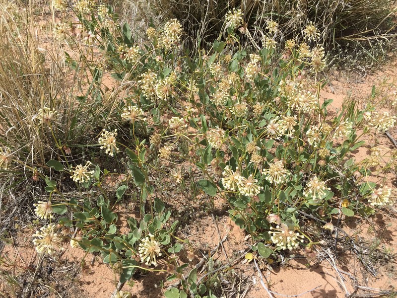 Fragrant White Sand Verbena photo 2