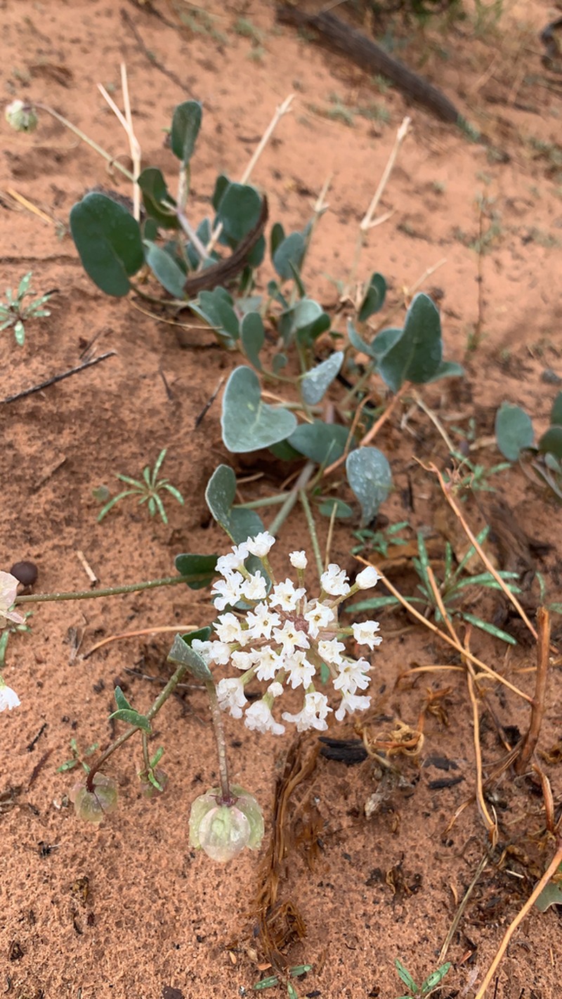 Fragrant White Sand Verbena photo 3