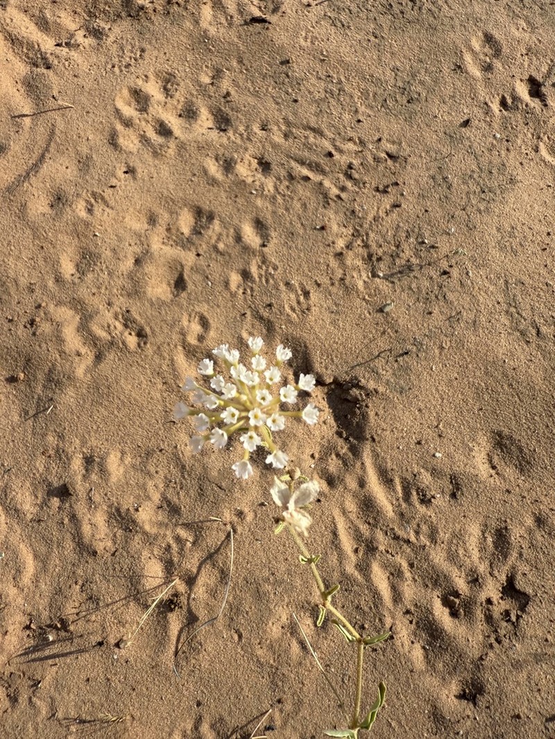 Fragrant White Sand Verbena photo 4