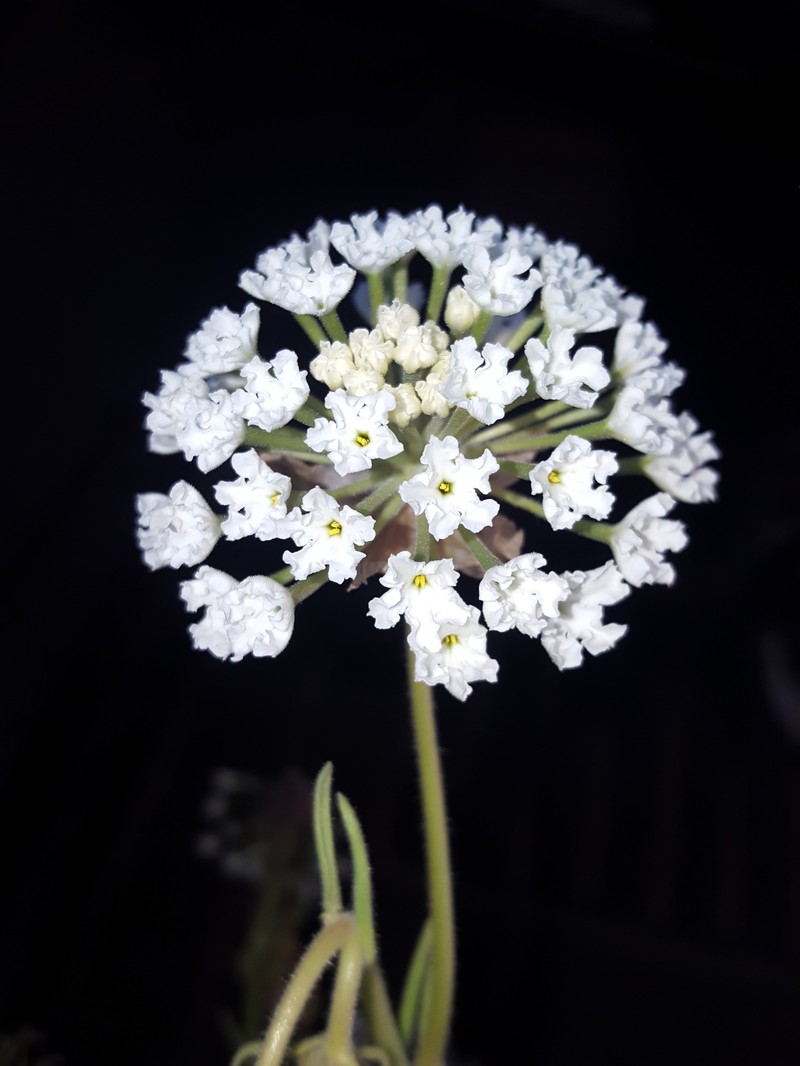 Carleton's Sand Verbena