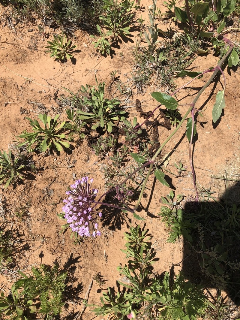 Carleton's Sand Verbena photo 2