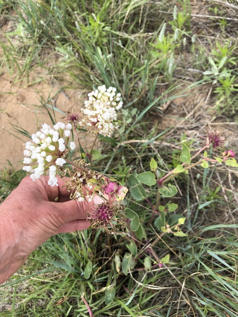 Snowball Sand Verbena photo 3