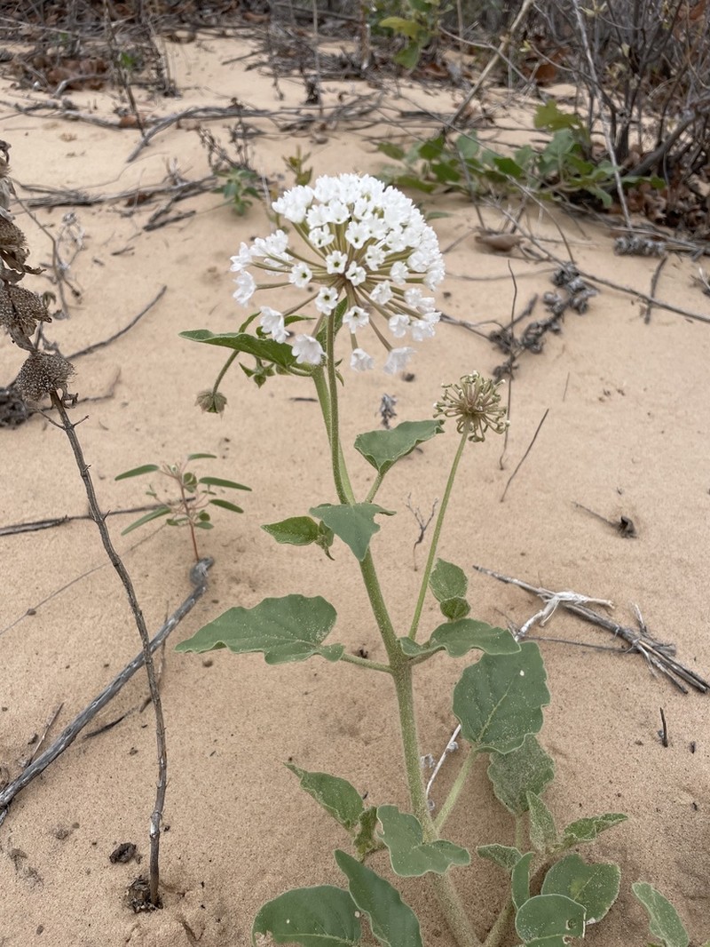 Snowball Sand Verbena photo 4
