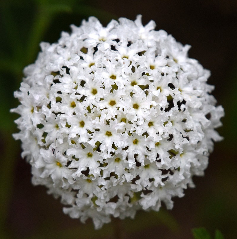 Snowball Sand Verbena photo 5