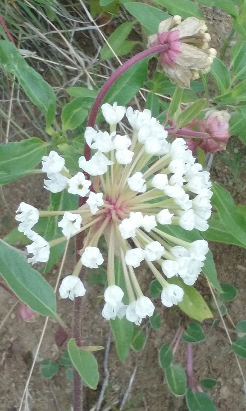 Snowball Sand Verbena photo 6