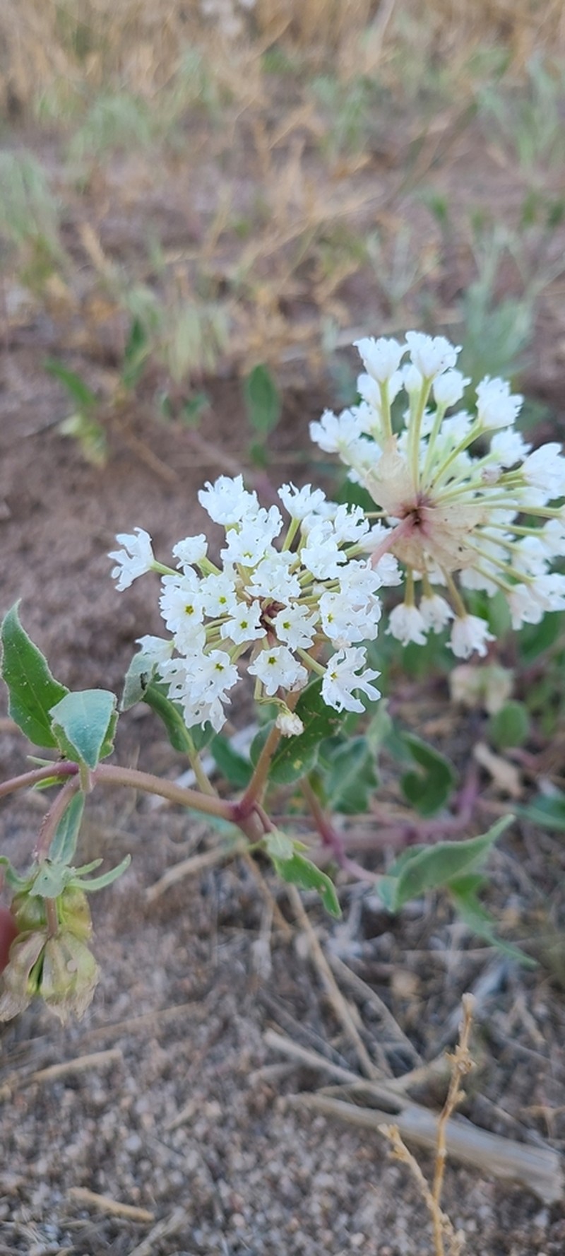 Snowball Sand Verbena photo 7