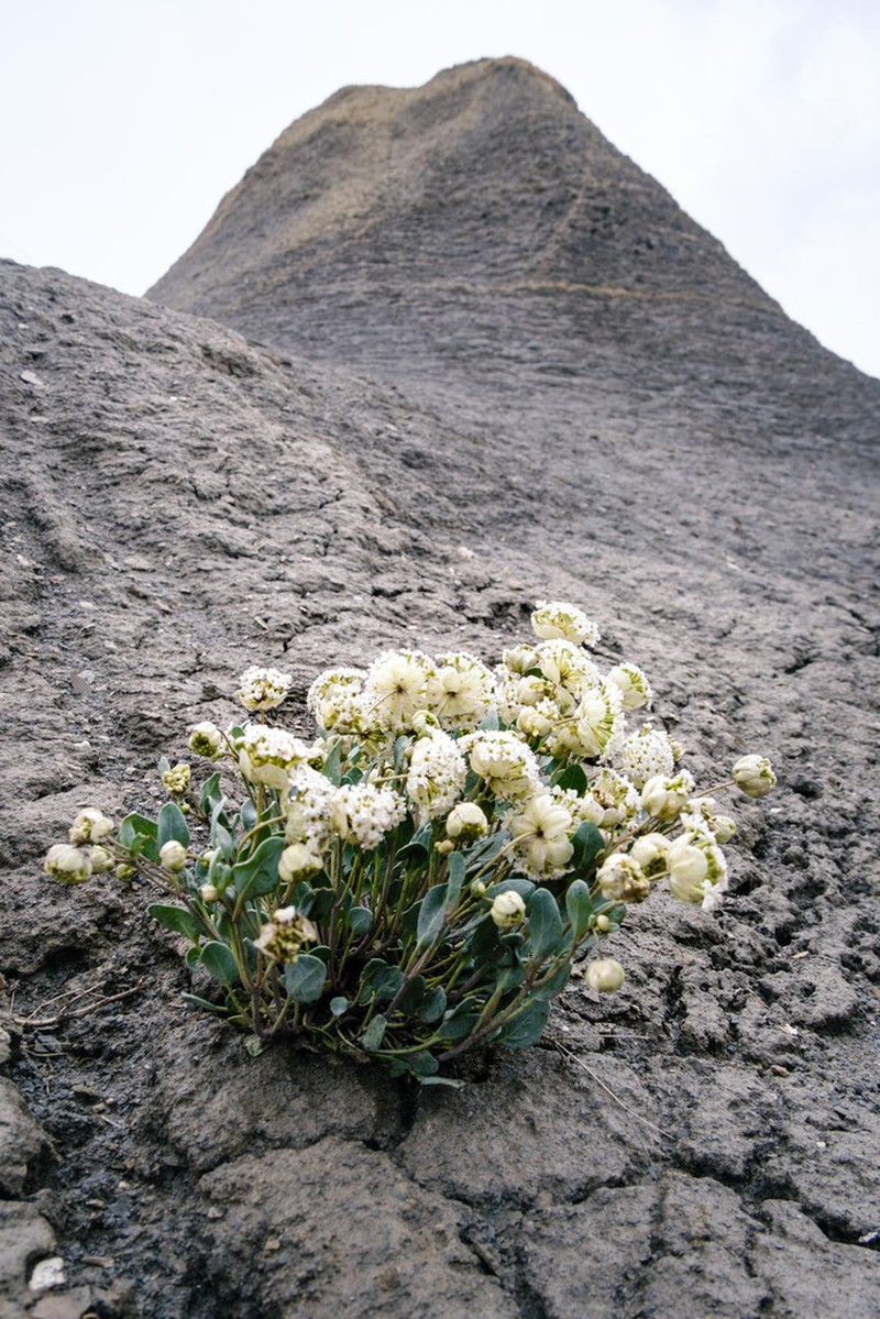 Clay Sand Verbena