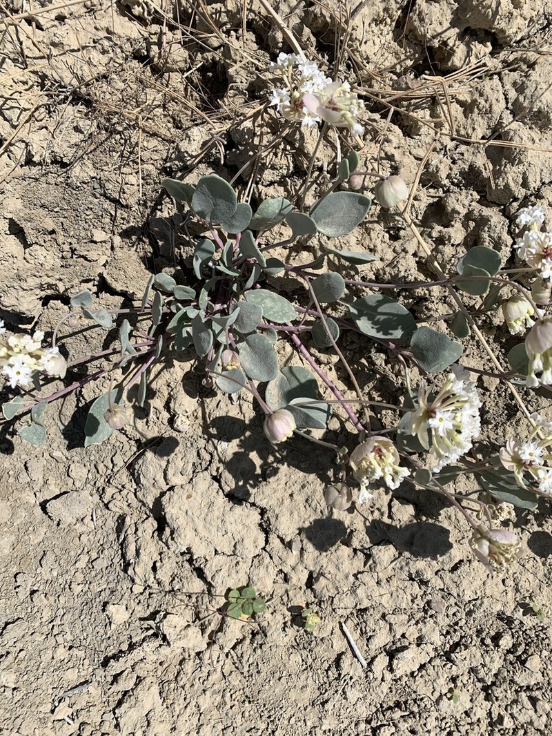 Clay Sand Verbena photo 2