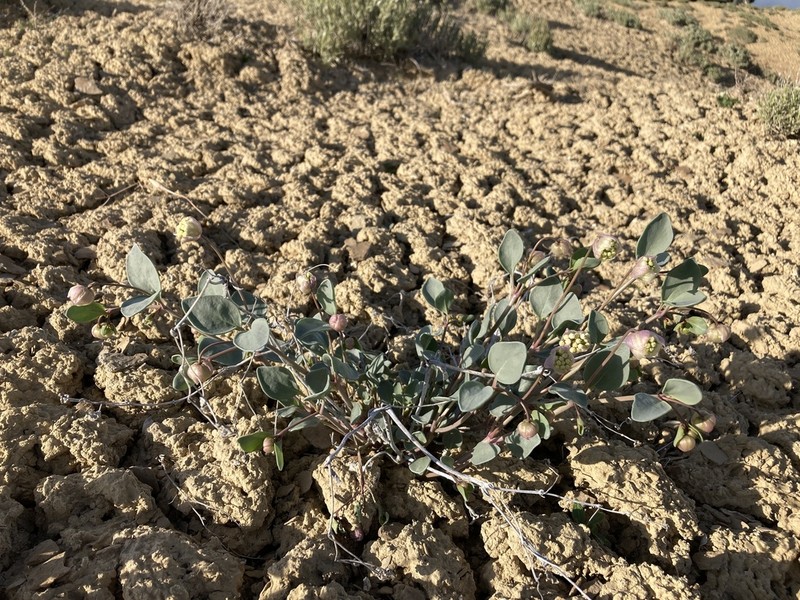 Clay Sand Verbena photo 3