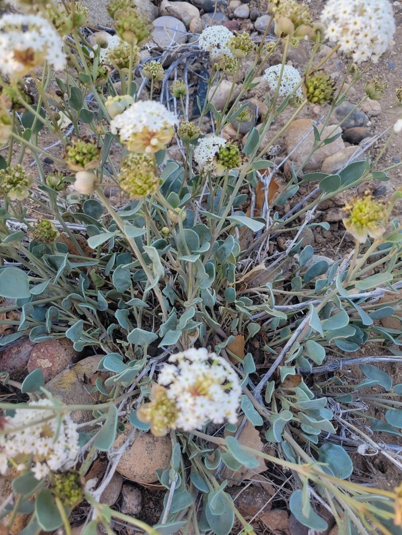 Clay Sand Verbena photo 4