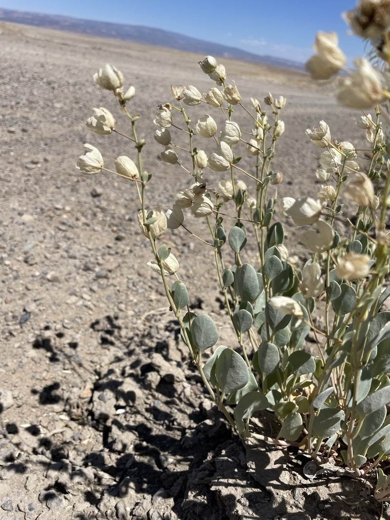 Clay Sand Verbena photo 5