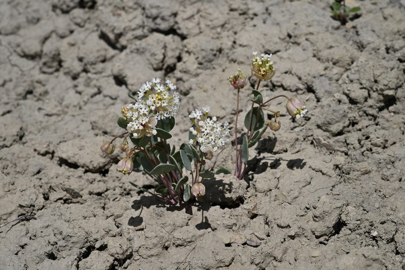 Clay Sand Verbena photo 6