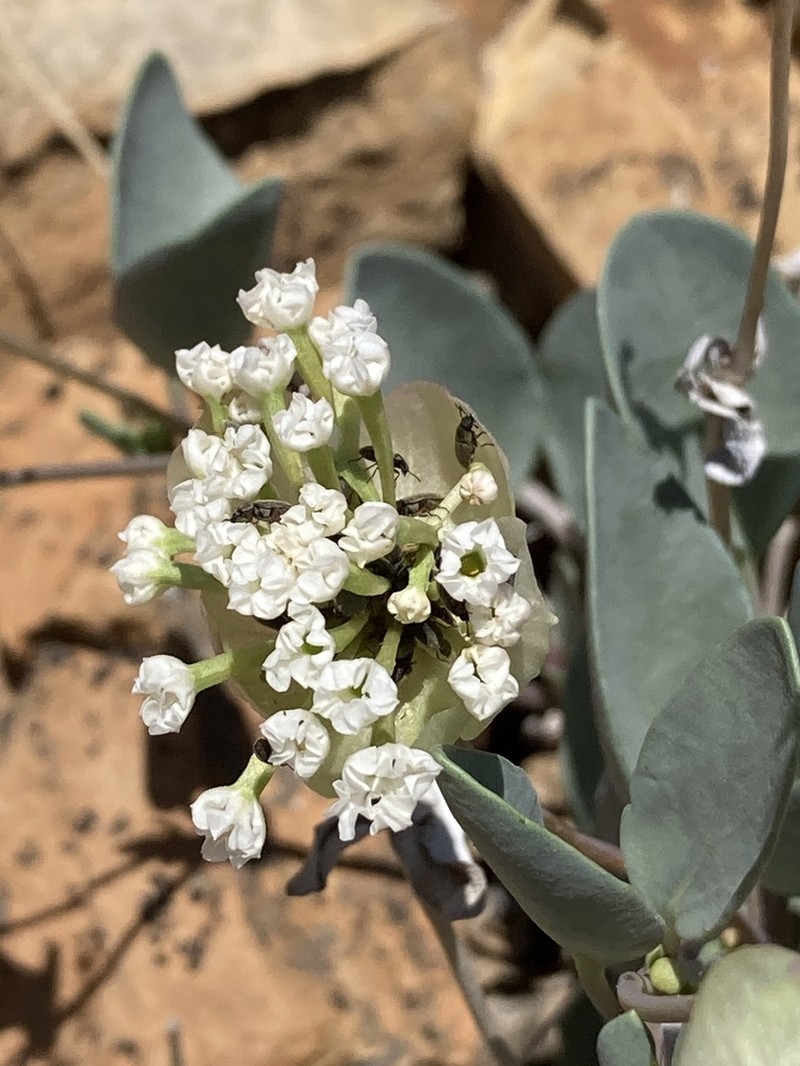 Clay Sand Verbena photo 7