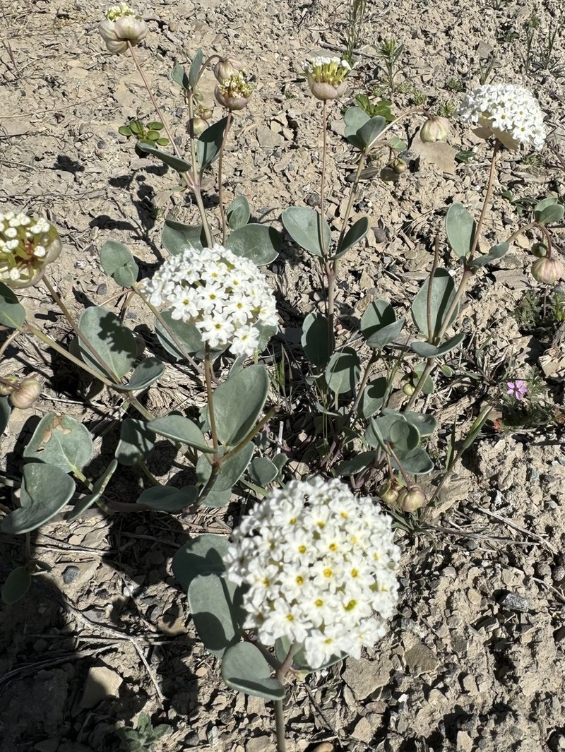 Clay Sand Verbena photo 8
