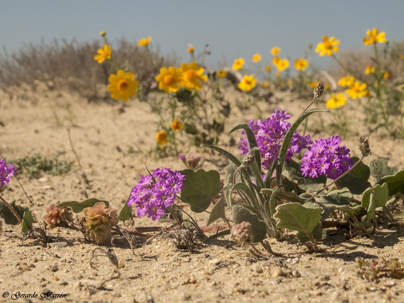 Slender Sand Verbena
