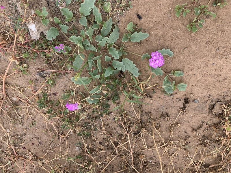 Slender Sand Verbena photo 2