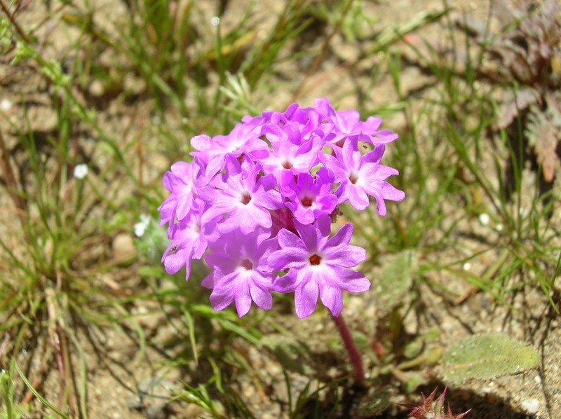 Slender Sand Verbena photo 3