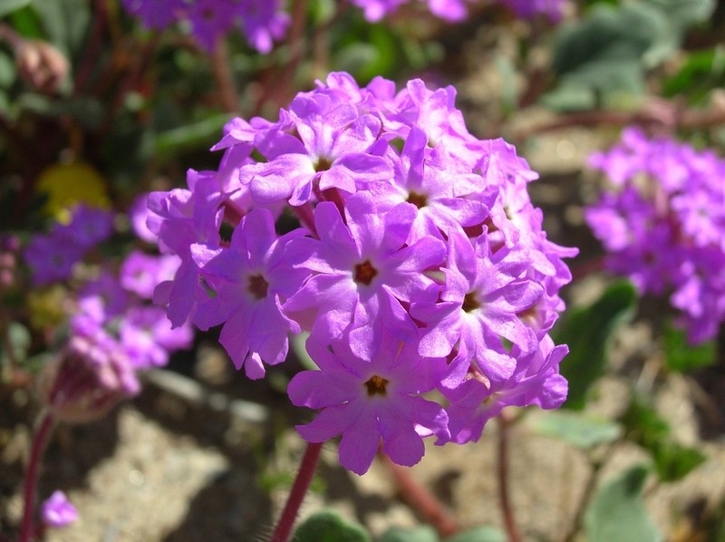 Slender Sand Verbena photo 4
