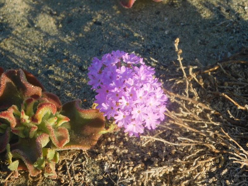Slender Sand Verbena photo 5