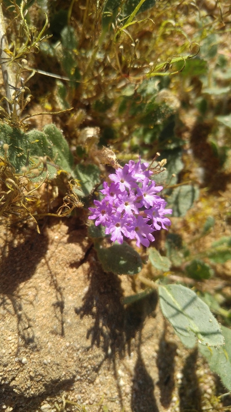 Slender Sand Verbena photo 6