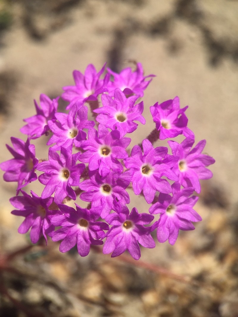Slender Sand Verbena photo 7