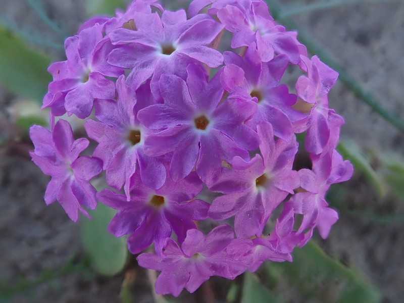 Slender Sand Verbena photo 8