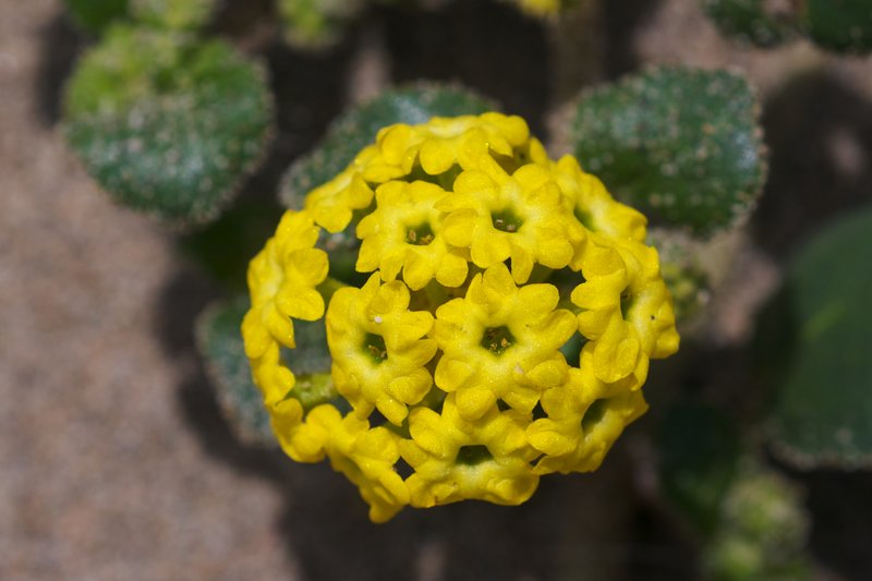 Coastal Sand Verbena