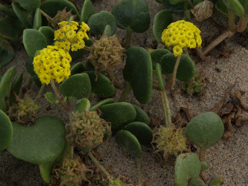 Coastal Sand Verbena photo 2